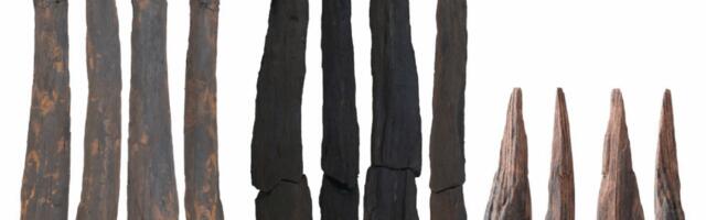 Oldest wooden tools in East Asia may have come from any of three species