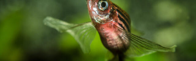 You can hold on to your butts thanks to DNA that evolved in fish