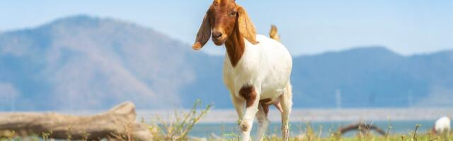 Scientists Are Testing AI That Could Detect Pain in Goats Just By Their Facial Expressions