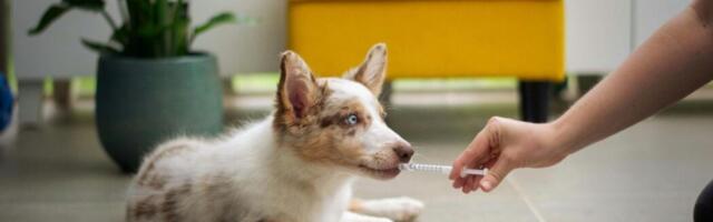 Digitail grows Toronto hub as it fetches $23-million USD Series B round