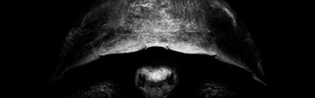 Why is Bezos trolling Musk on X with turtle pics? Because he has a new Moon plan.