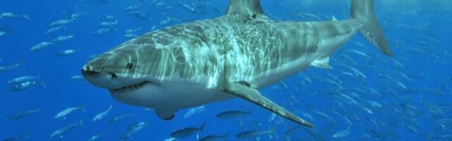 Studying the skin of the great white shark could help reduce drag in aircraft