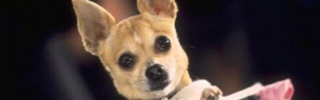 The case of the coke-snorting Chihuahua