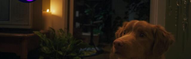 The Director of ‘Good Boy’ Talks Taking on the ‘Does the Dog Die?’ Trope