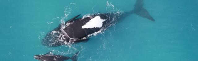 Why Are These Whale Moms Floating Upside-Down? Scientists Finally Have an Answer