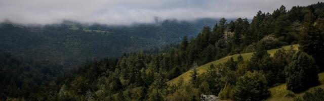 $24 million land deal creates 7-mile long Bay Area corridor of protected redwood forests to the ocean