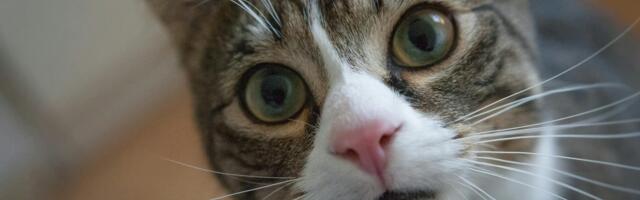 Tesco Mobile Ireland Survey Reveals Digital Clutter, Streaming Regrets, and Pet Obsession