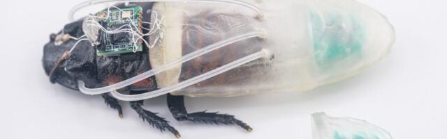 Scientists have created a 3D-printed remote-controlled cyborg cockroach equipped with IR cameras — living insects fitted with flexible 'diving suit' can survive and move underwater for three hours