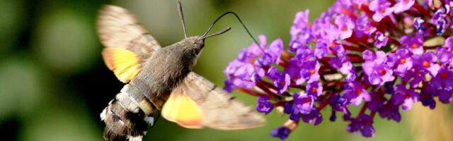 New EU Law To Help Save Global Pollinators