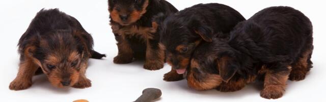 Your pets can now eat meat that’s ‘grown’ in a lab