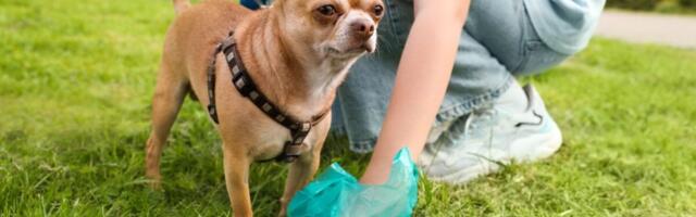 Scientists Found Something Unexpected in Pet Poop—and It’s Not Good