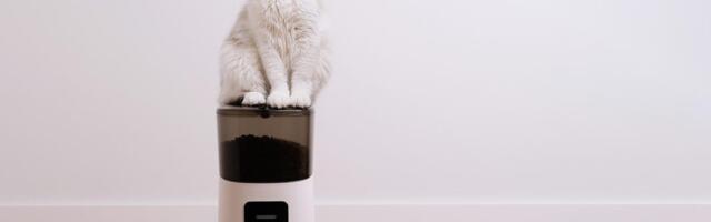 8 Tested Pet Gadgets Made With Your Dog or Cat in Mind