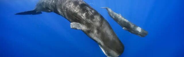 Нежные акушерки и суровые подростки: ученые раскрыли неожиданные тайны социальной жизни кашалотов