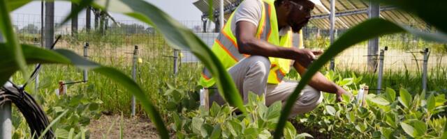 Instead of competing for land, some farmers and solar developers want to work side by side