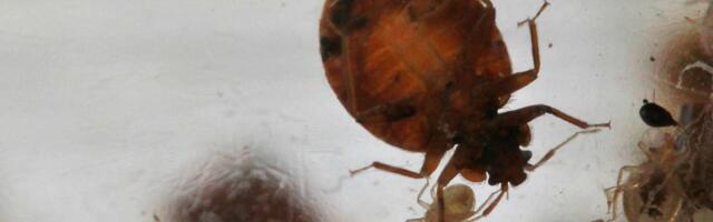 The Federal Agency Fighting Bed Bugs Keeps Getting Infested But its Workers Aren’t Allowed to Telecommute