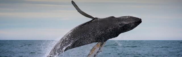 The largest habitat on Earth is finally getting protection