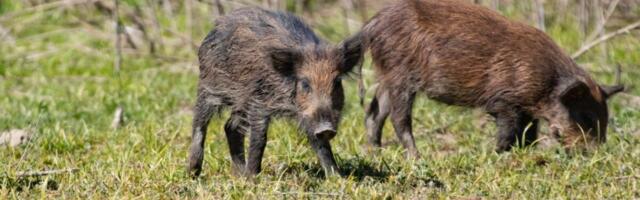 Wild Pigs in California Are Turning Neon Blue on the Inside, Officials Warn