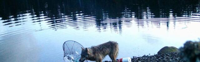 Watch This Wolf Pull Off an Absolutely Genius Crab Trap Heist