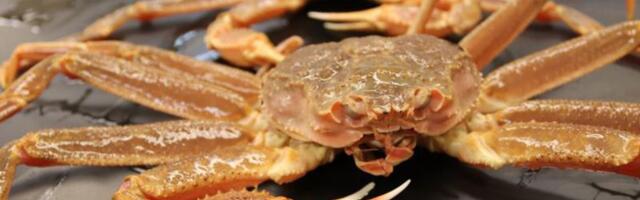 Billions of snow crabs went missing around Alaska. Scientists now know what happened to them