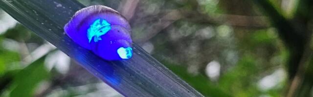 These Glowing Snails Are a Huge Win for Conservation—and They’re Freaking Cool