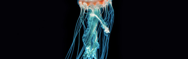 How nature has inspired scientists’ most powerful technologies