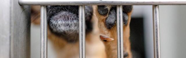 Record number of Californians visiting emergency rooms for dog bites