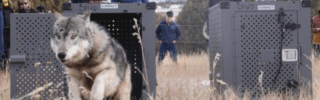 Colorado has wolves again for the first time in 80 years. Why are they dying?