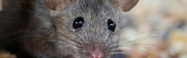 The DIY Fix To Stop Mice From Invading Your Home This Winter