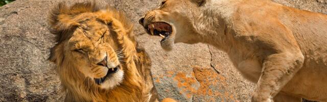 Zoo Asks Visitors to Donate Their Pets to Feed the Carnivores, Gets Fed to the Lions on Social Media