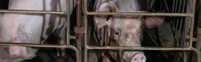 The Supreme Court’s ruling on Prop 12 is a win against factory farming. But the pigs’ lives will still suck.