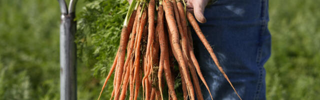 Carrots recalled for E. coli include those sold at Safeway, Target, Trader Joe’s, Whole Foods