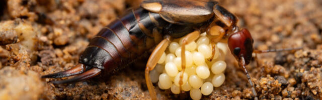 The amorous adventures of earwigs