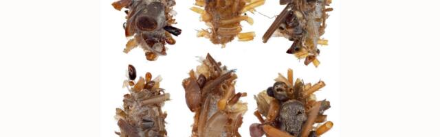 New Caterpillar Found in Hawaii Wears Dead Bugs and Lives With Spiders