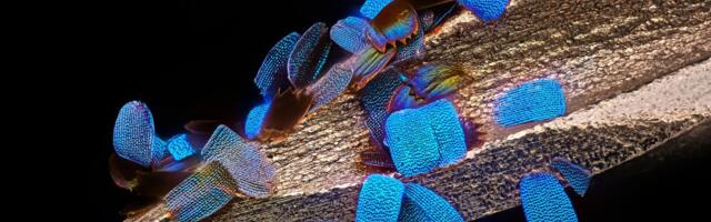 Zoom In: The 20 Best Images From Nikon’s Small World Up Close Competition