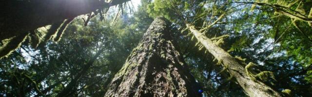 Would more logging in the Pacific Northwest help curb wildfires?