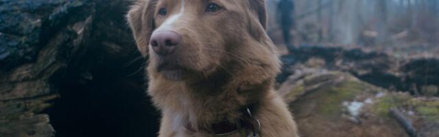 The Good Boy trailer is the hardest watch of 2025, and the new horror movie hasn’t even been released yet