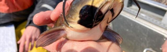 Scientists Discover the First-Ever Contagious Cancer in Fish
