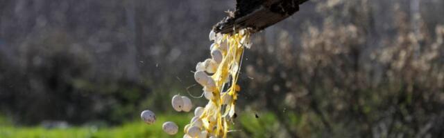 Bird flu flare: Cattle in 5 states now positive as Texas egg farm shuts down