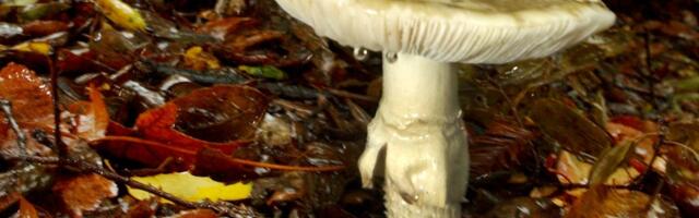 Health officials warn of poisonous mushrooms being sold in Monterey County