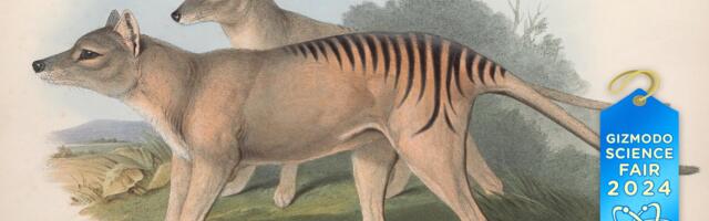 Gizmodo Science Fair: The First RNA Recovered From an Extinct Animal