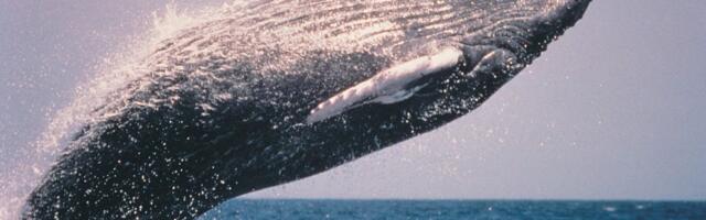 'Inference whales' are breaching AI coding startup business models