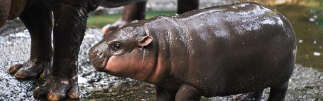 Baby hippo Moo Deng has a 24-hour livestream now. Here's how to watch.