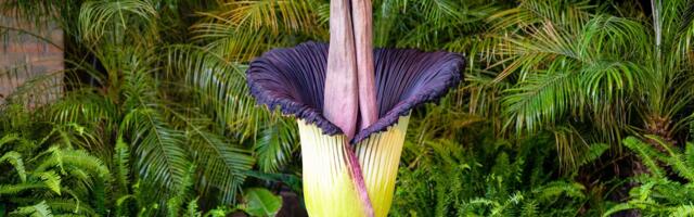 Scientists Discover What Makes the Corpse Flower Produce Its Rotting Flesh Stench