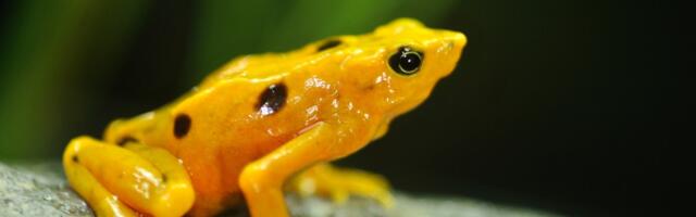 This is how many animals could go extinct from climate change 