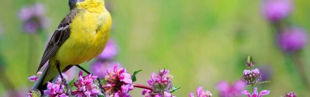 Birds Across the World Are Singing All Day for a Disturbing Reason