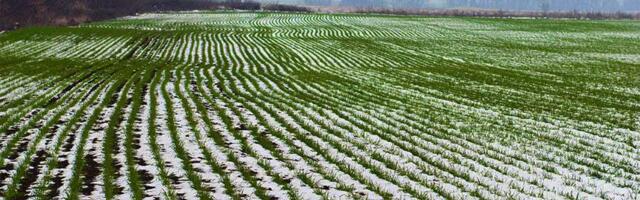 Генетика для выведения новых сортов и способность растений к адаптации Генетика для выведения новых сортов и способность растений к адаптации