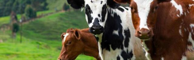 University of Calgary researchers use AI to hunt new treatments for cattle parasites