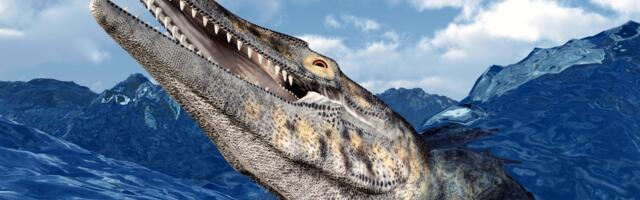 A mosasaur called Tylosaurus grew to more than 13 metres in the Late Cretaceous seas, roughly twice the length of a great white shark, with a second set of teeth on the roof of its mouth that drove prey one-way down its throat