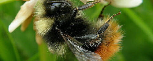 New project aims to restore 57 hectares of Shropshire lowland heath