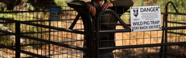 SV Chat: The man who traps the Bay Area’s destructive wild pigs